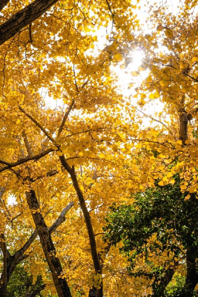 银杏颜值天花板，跟着地图全打卡！