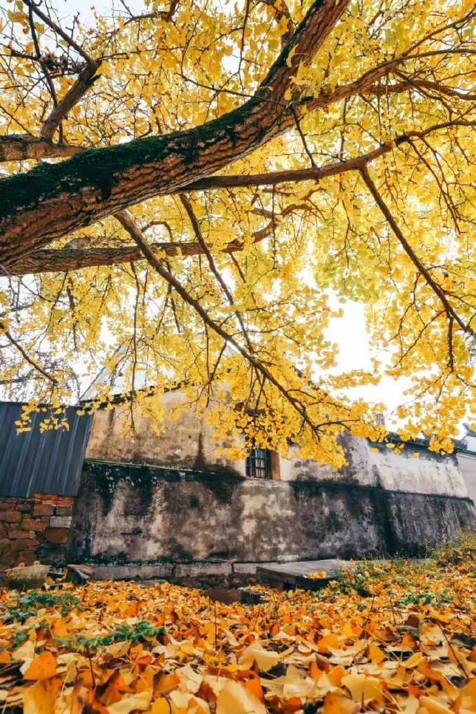 银杏颜值天花板，跟着地图全打卡！