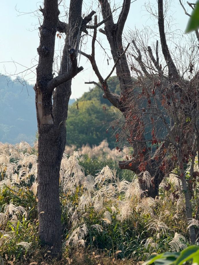 蒹葭苍苍，芦苇花开正当时！