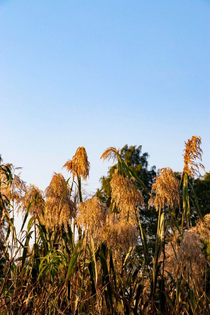 蒹葭苍苍，芦苇花开正当时！