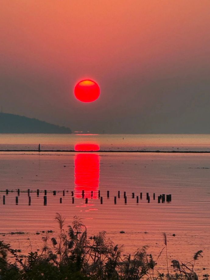 蒹葭苍苍，芦苇花开正当时！