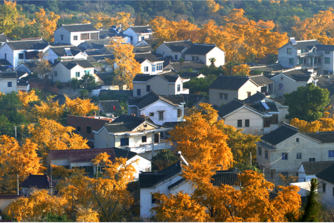 跟随这条线路赏银杏！