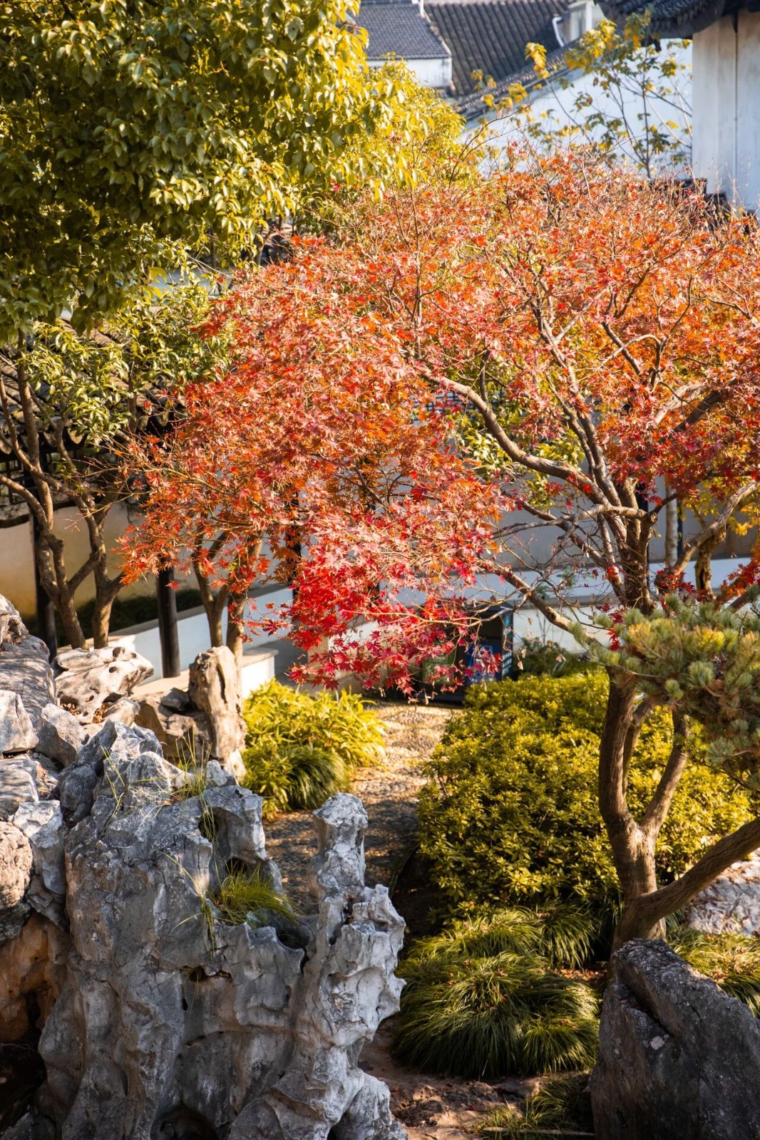 枫情无限，等风也等你