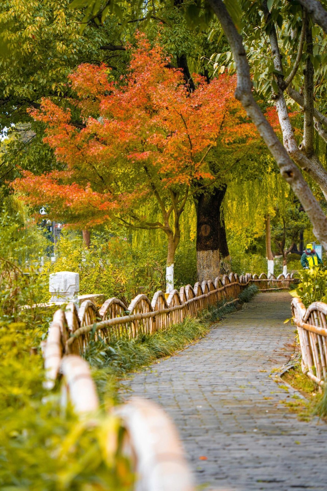 枫情无限，等风也等你