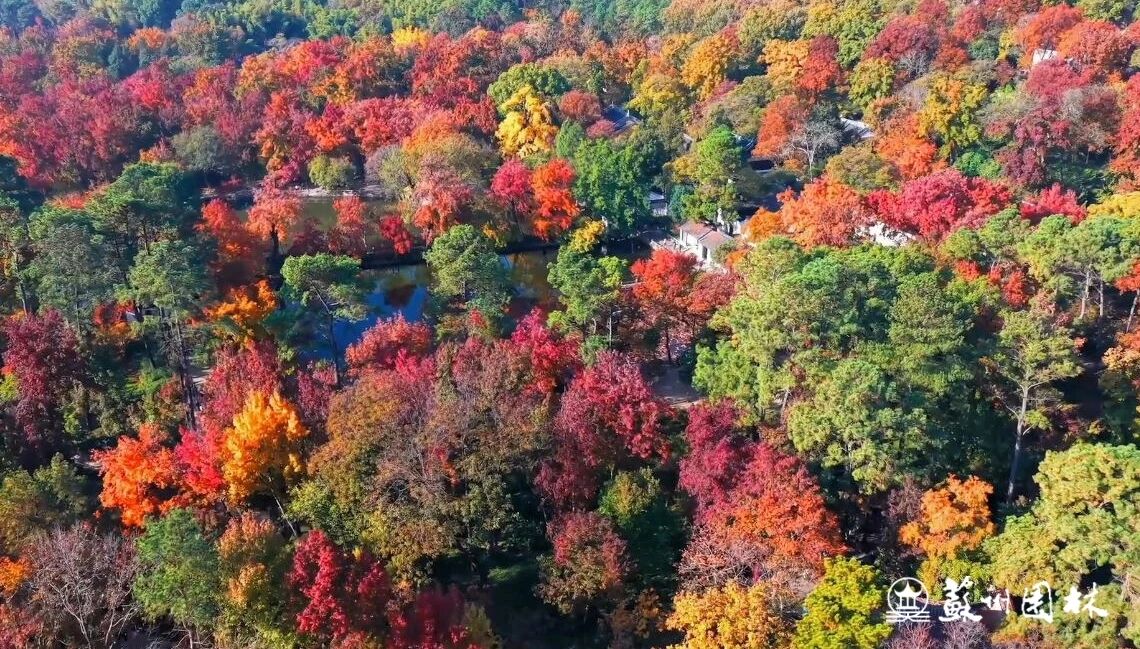 邂逅“五彩枫”，解锁一站式秋日漫游~