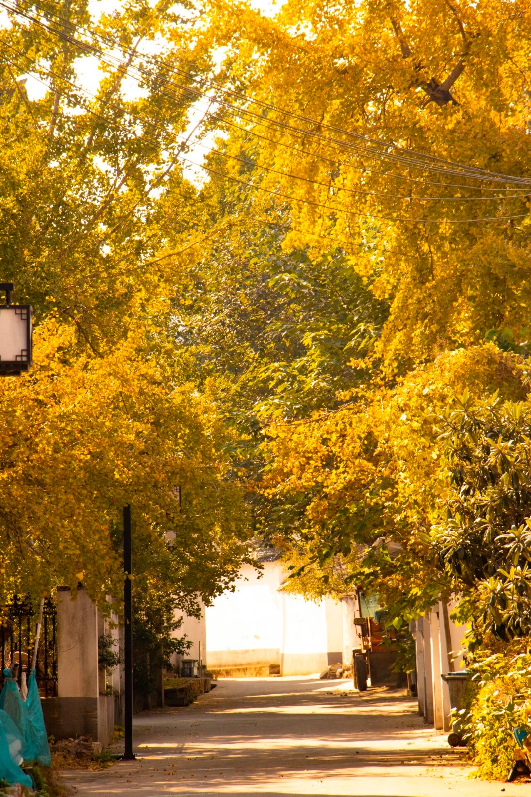 金色的西山岛，超出片！