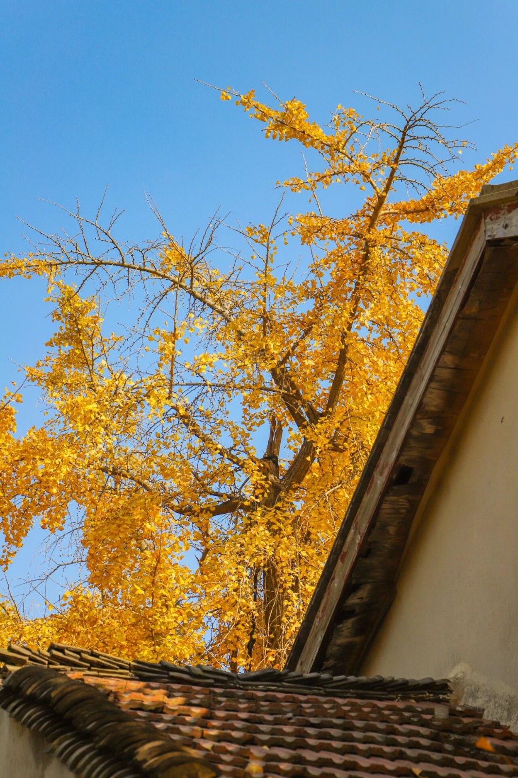 金色的西山岛，超出片！