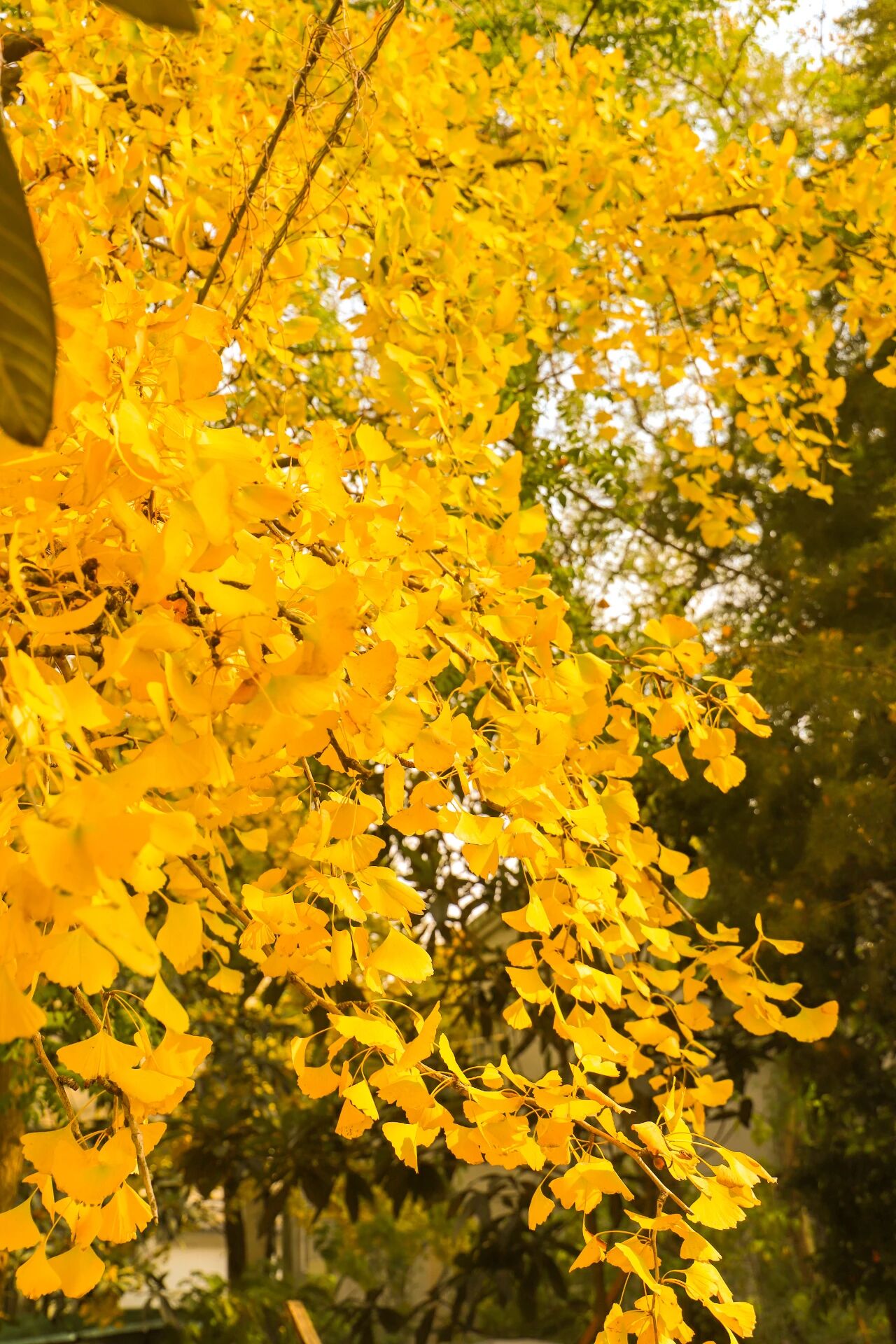 金色的西山岛，超出片！