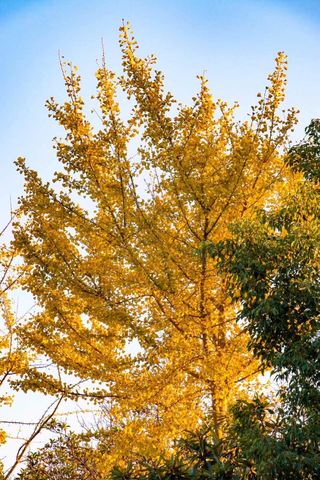 金色的西山岛，超出片！