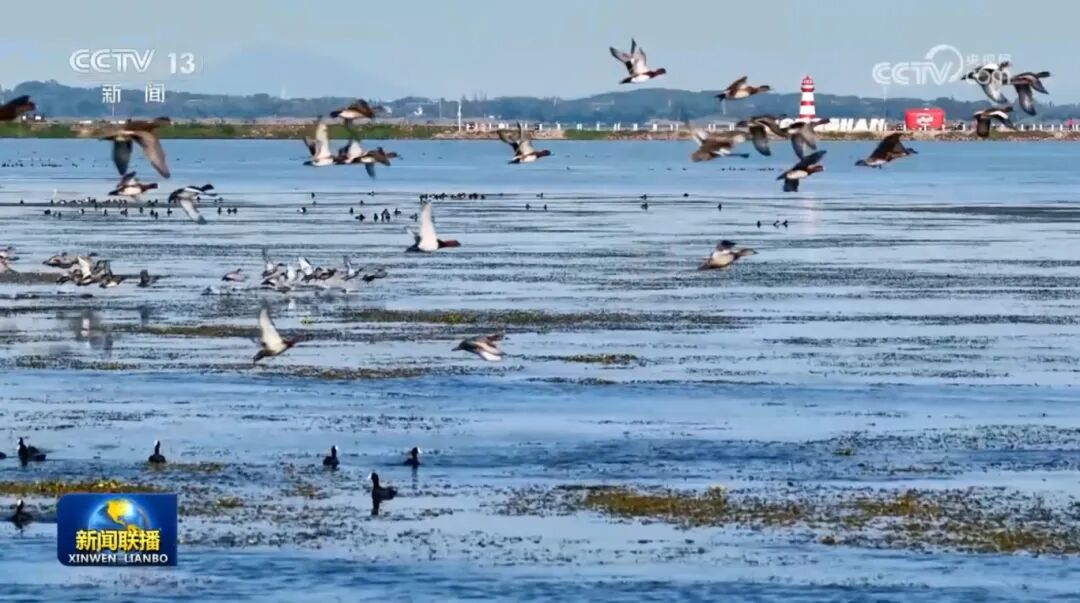 咖啡暖手,湖光“鸥”遇