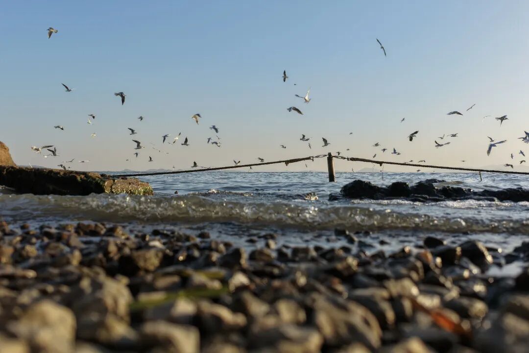 咖啡暖手,湖光“鸥”遇