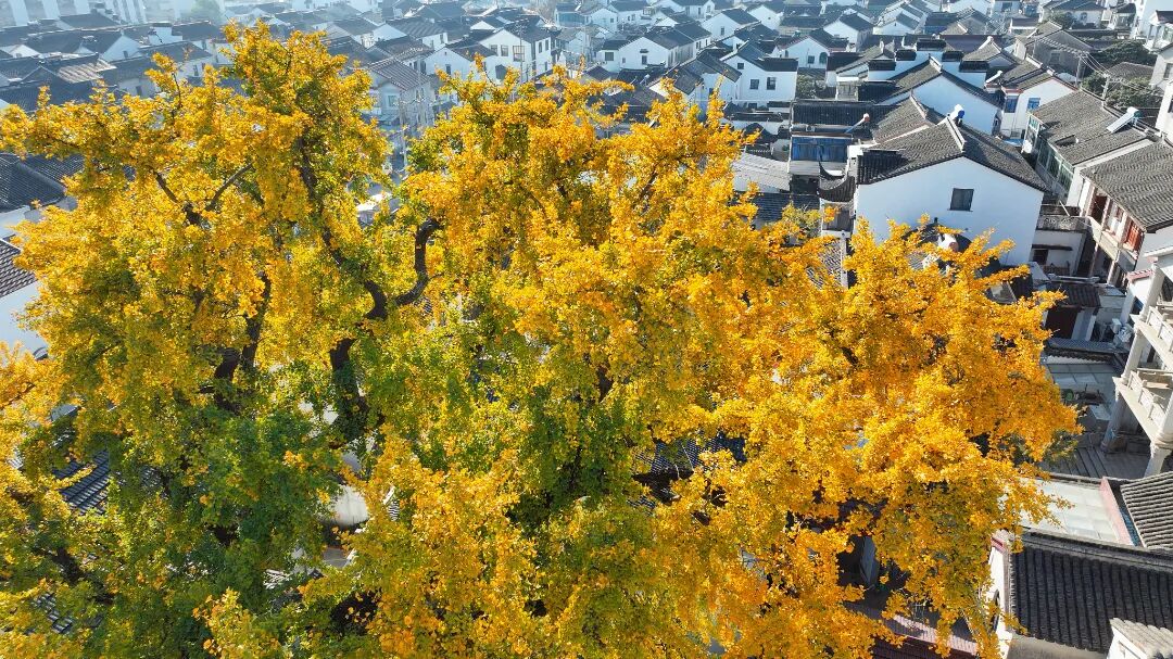 鎏金初冬，做一次“追杏人”~