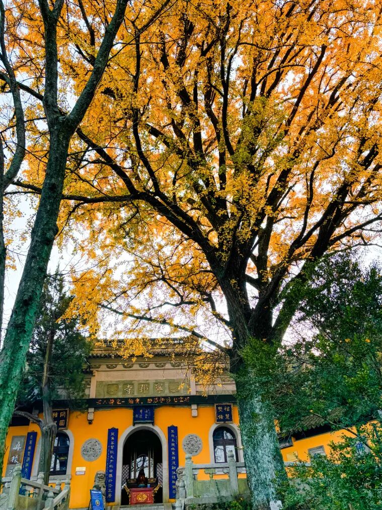 鎏金初冬，做一次“追杏人”~