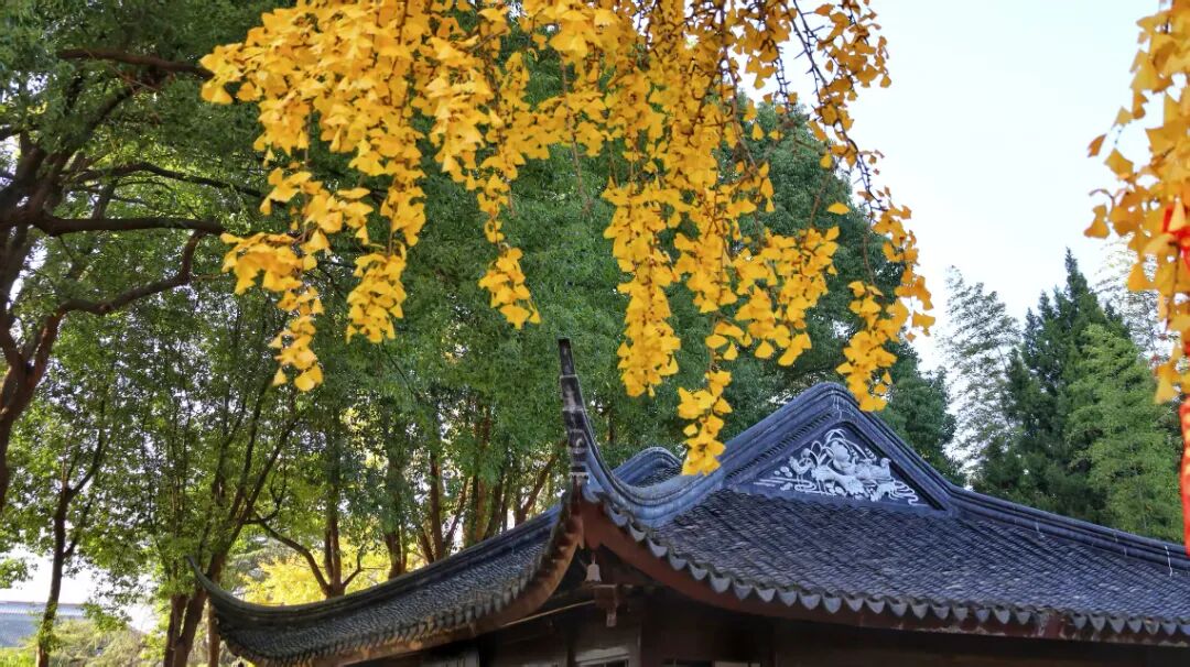 鎏金初冬，做一次“追杏人”~