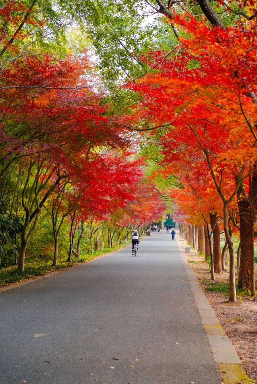 初冬拍照天花板！就在这些地方~