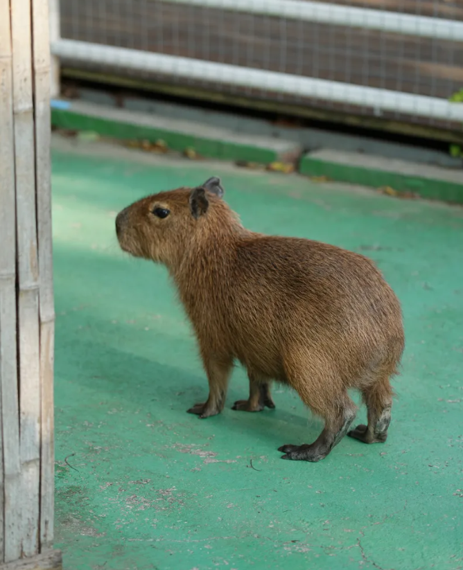 欢迎来到“疯狂动物城”西山岛站！