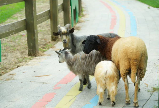 欢迎来到“疯狂动物城”西山岛站！
