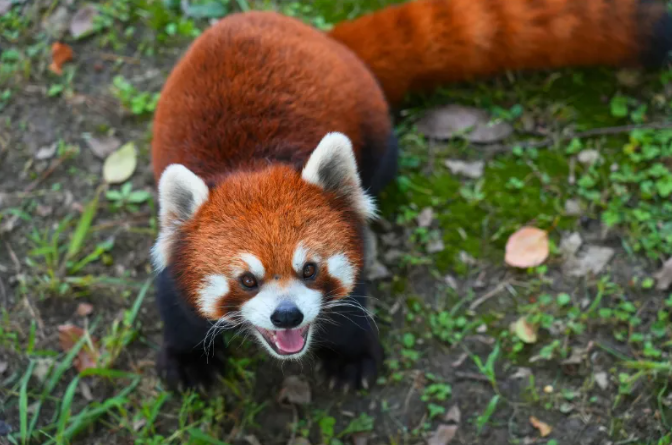 欢迎来到“疯狂动物城”西山岛站！
