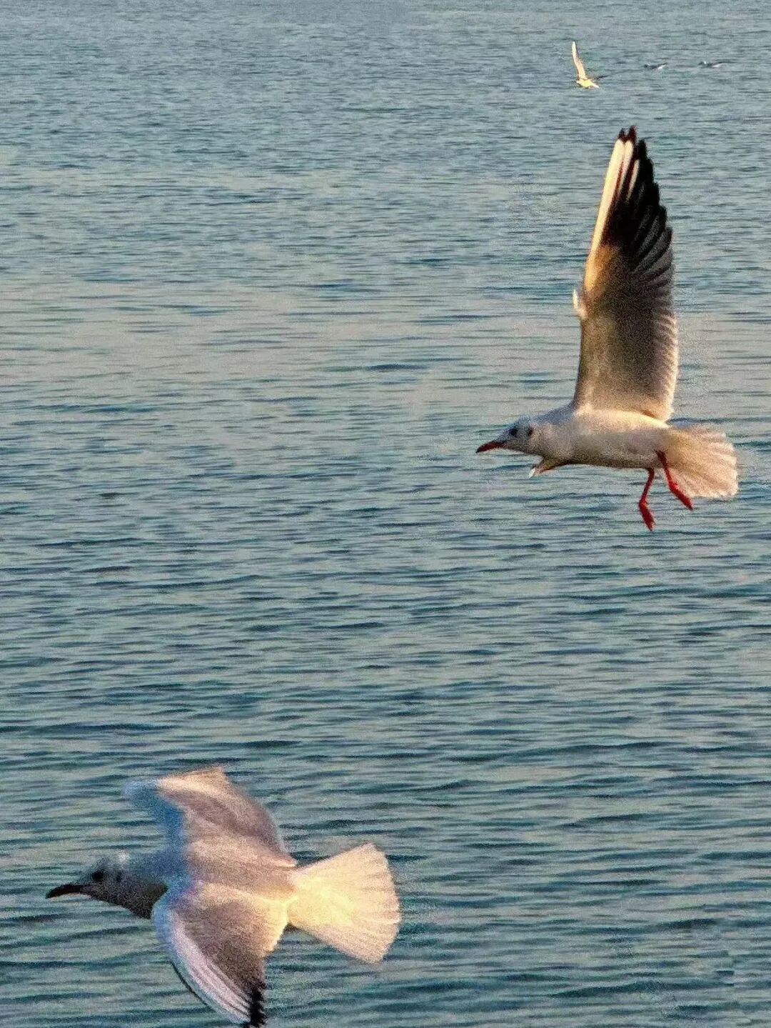 欢迎来到“疯狂动物城”西山岛站！