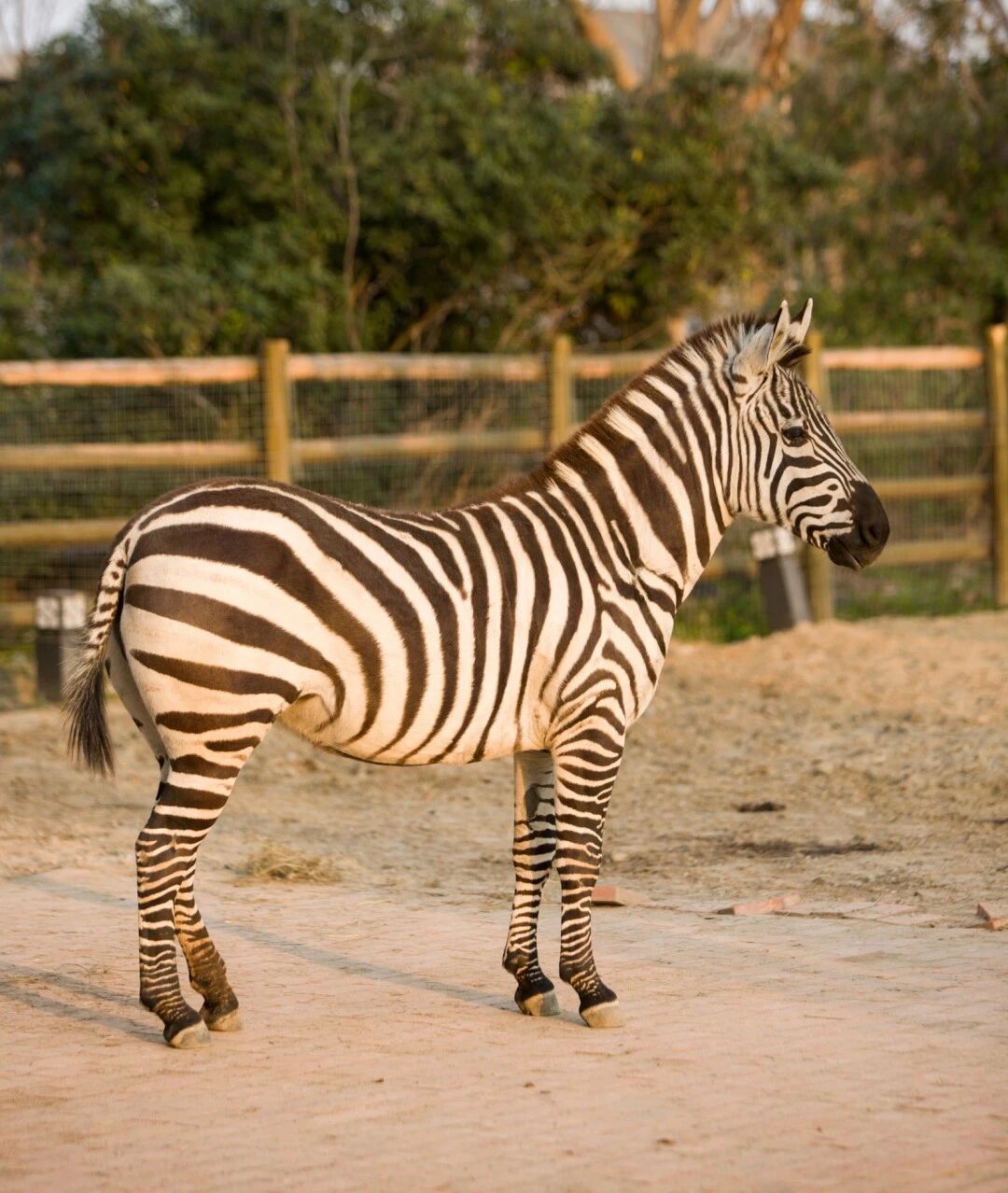 欢迎来到“疯狂动物城”西山岛站！