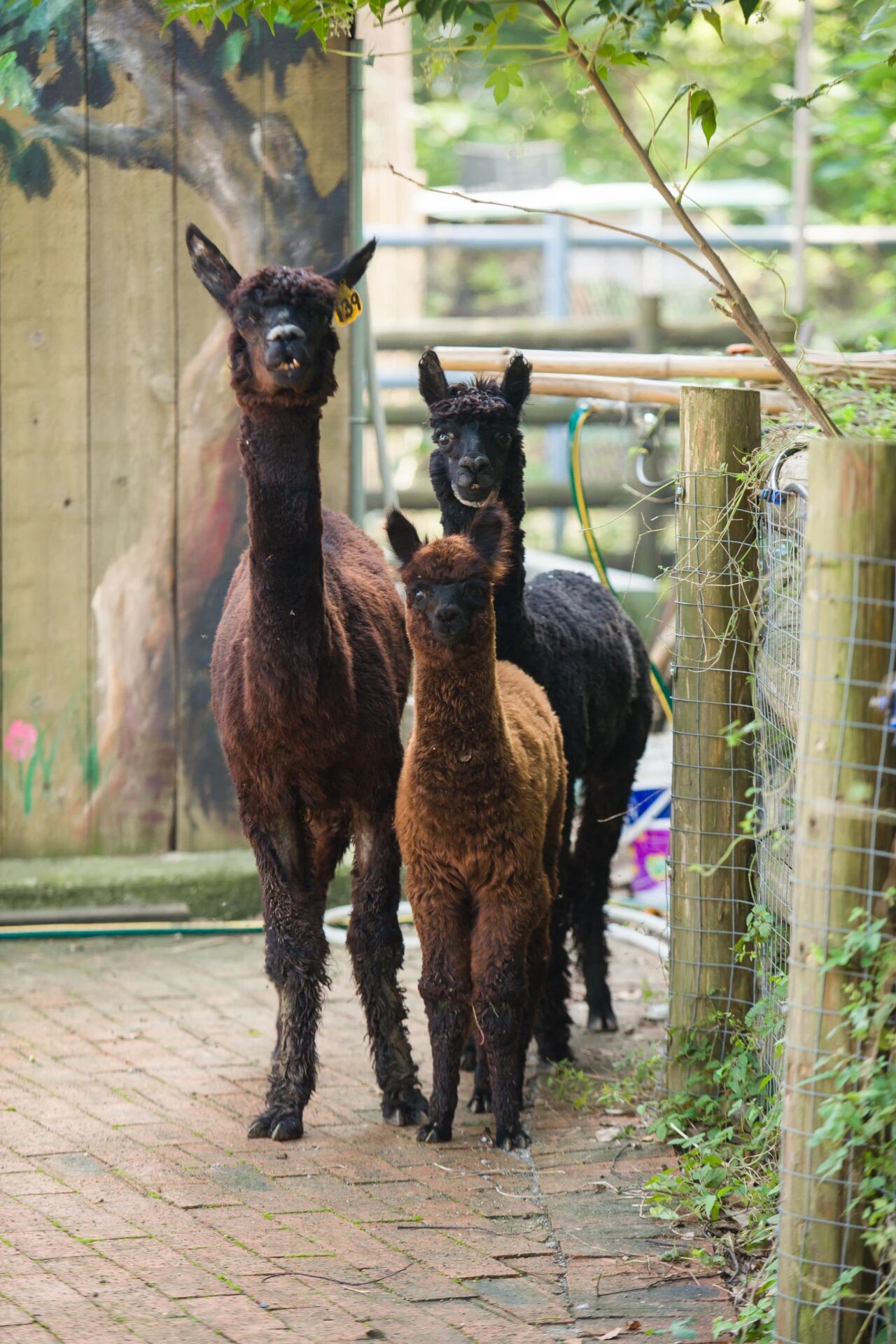 欢迎来到“疯狂动物城”西山岛站！