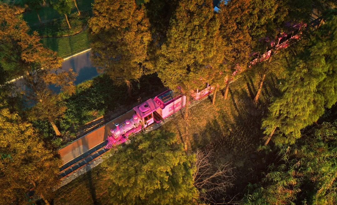 这7处水杉林，出片率100%