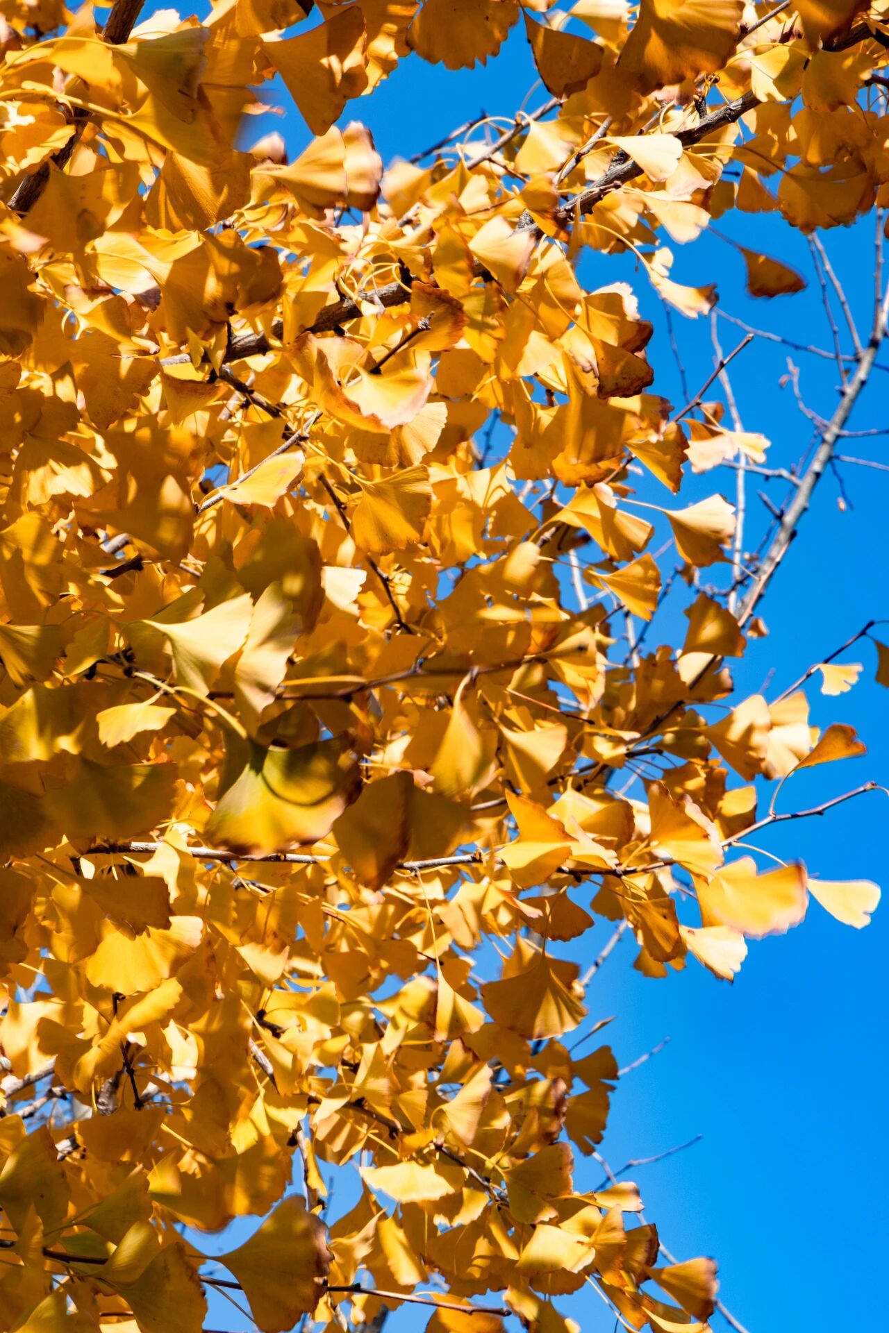 银杏·点染层林金色诗行