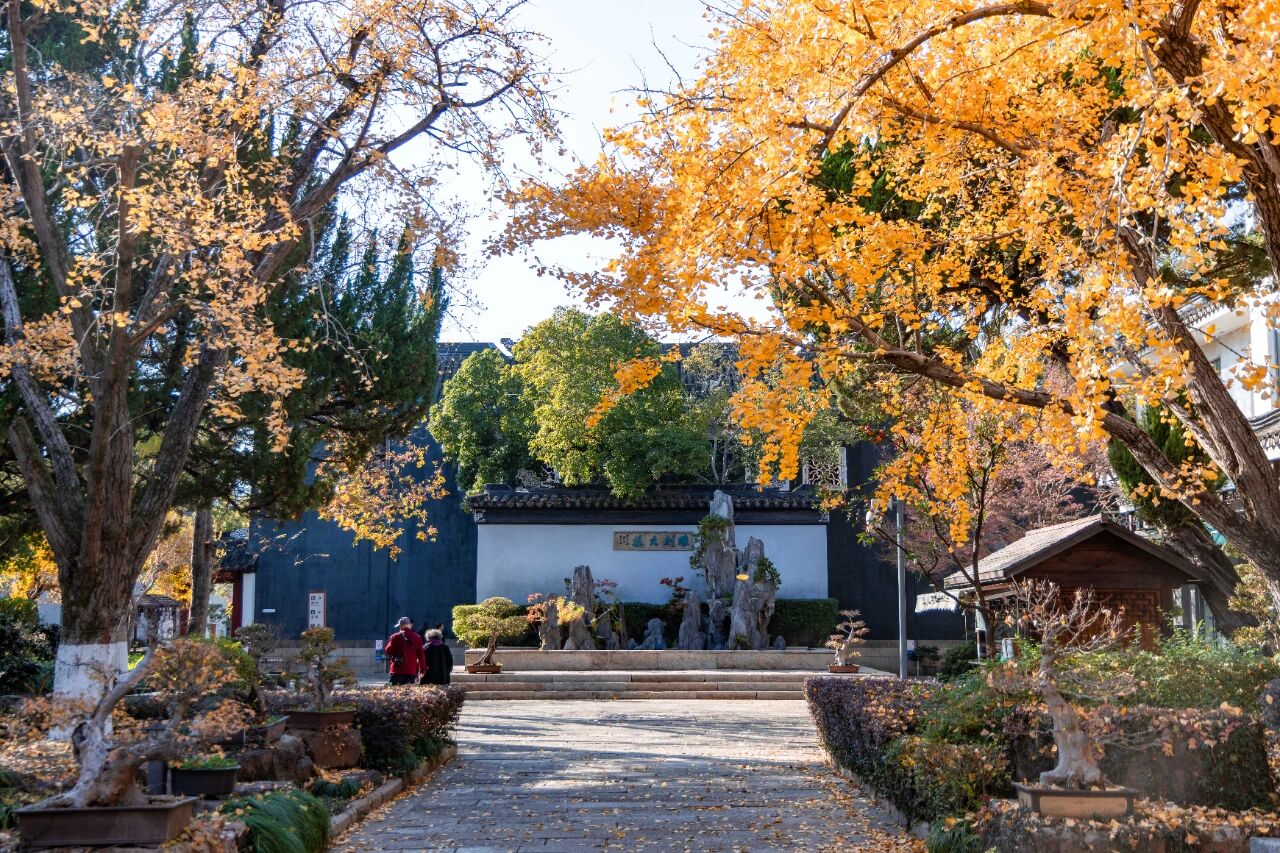 银杏·点染层林金色诗行