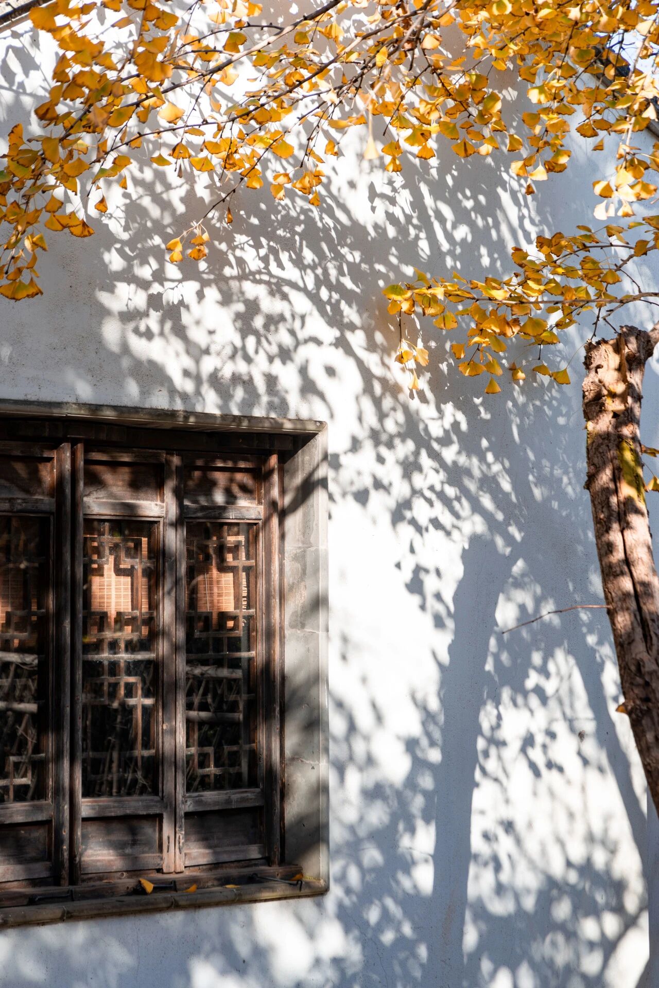 银杏·点染层林金色诗行