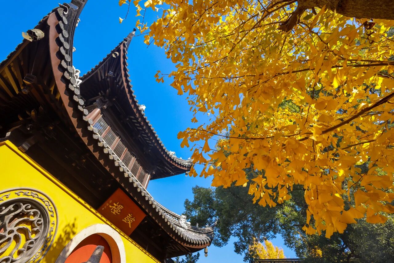 银杏·点染层林金色诗行