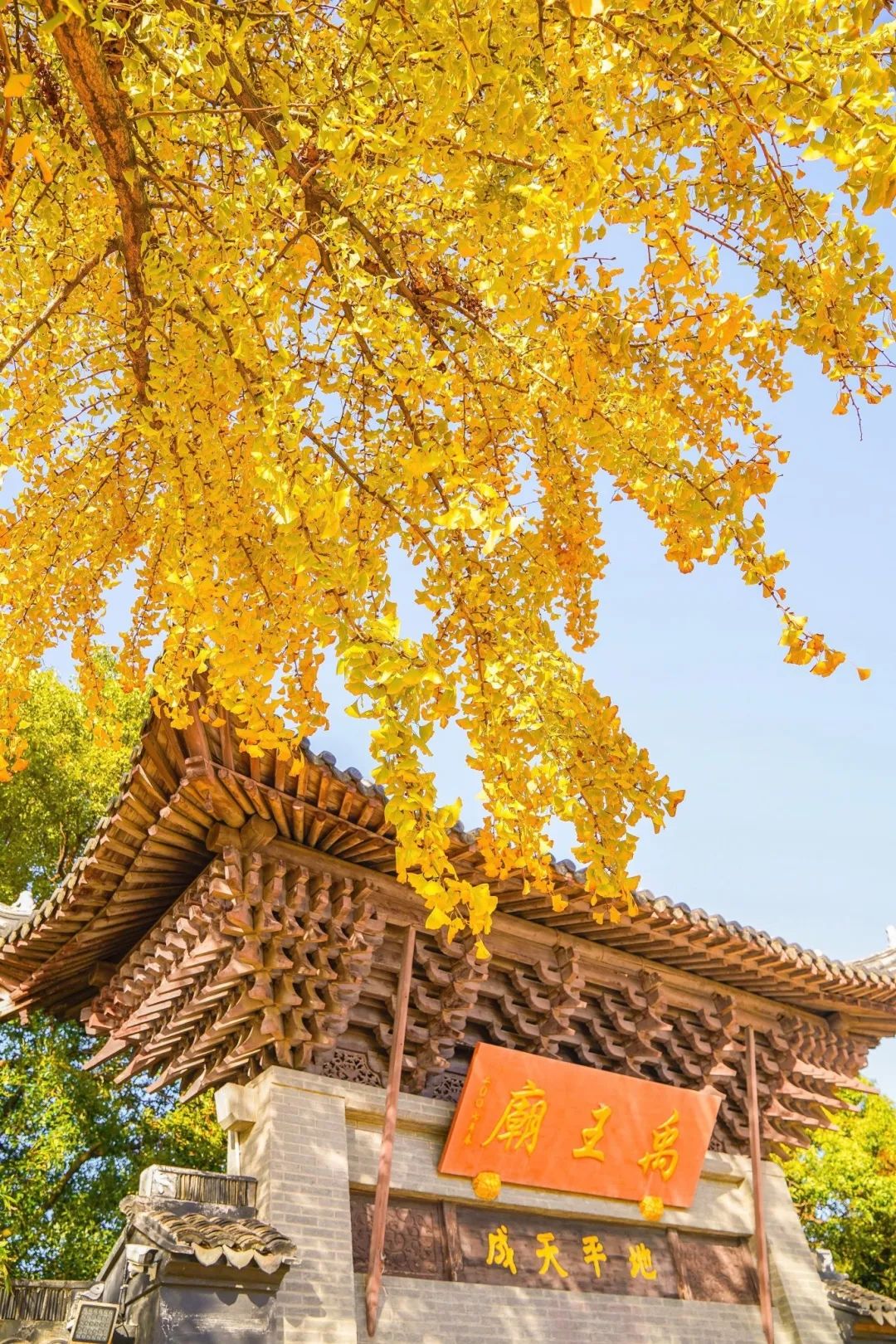 银杏·点染层林金色诗行