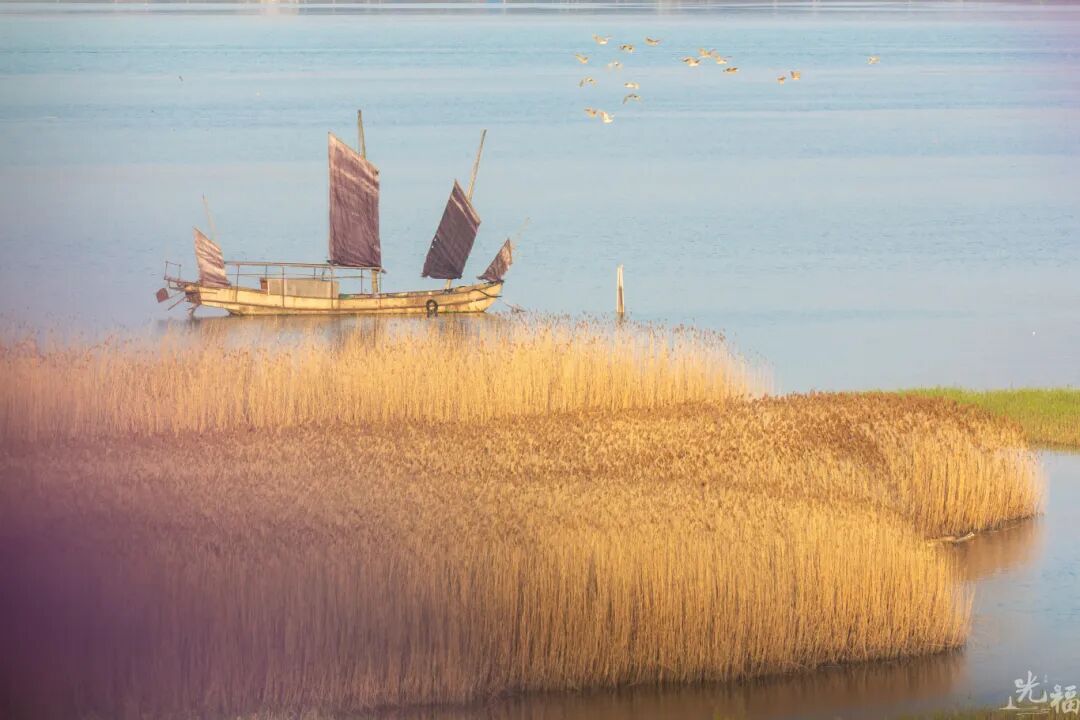 趁现在，赴一场冬日芦花之约
