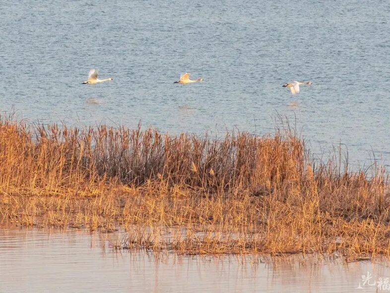 趁现在，赴一场冬日芦花之约