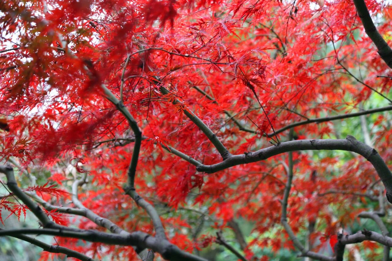 木渎园林的“冬日光影美学”加载中