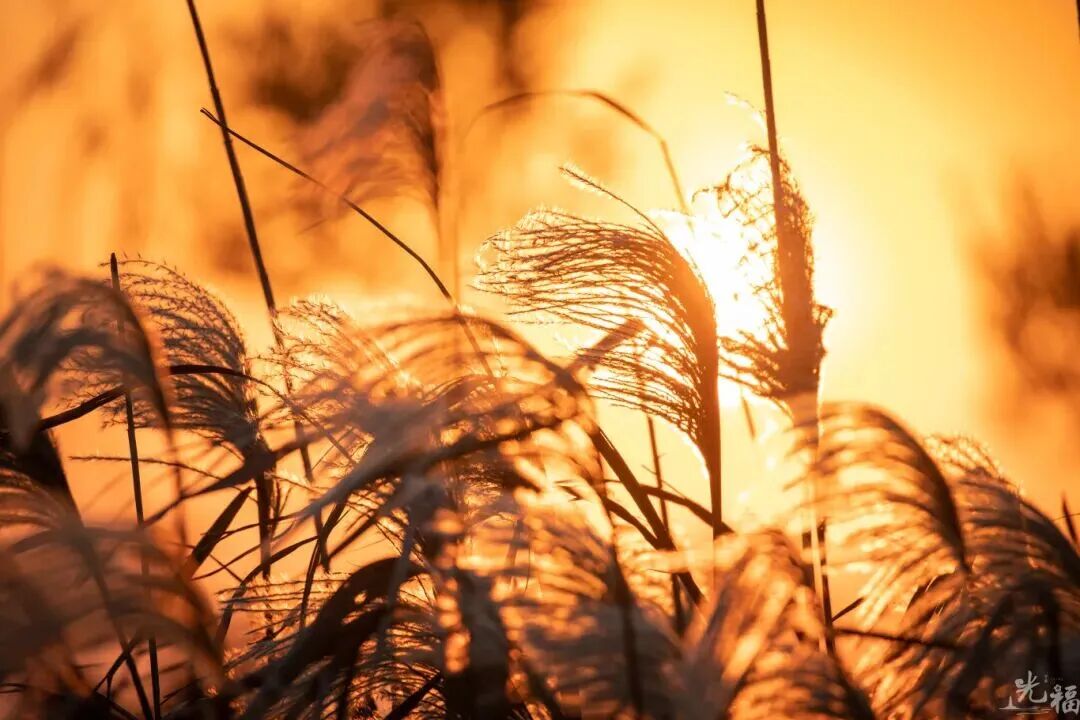 美了美了！诗经里的“雪”落在了这里~