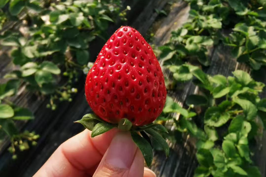 甜度13.5°+，快乐100%