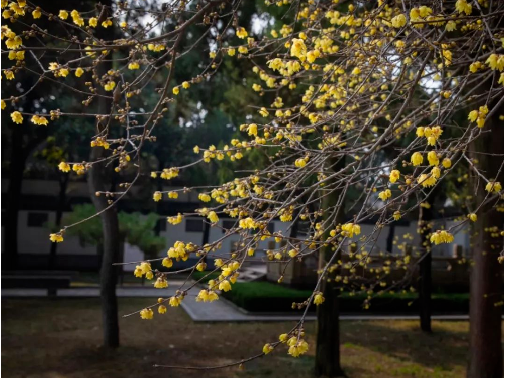 第一缕冬香已上线！请集合你的寻香搭子~