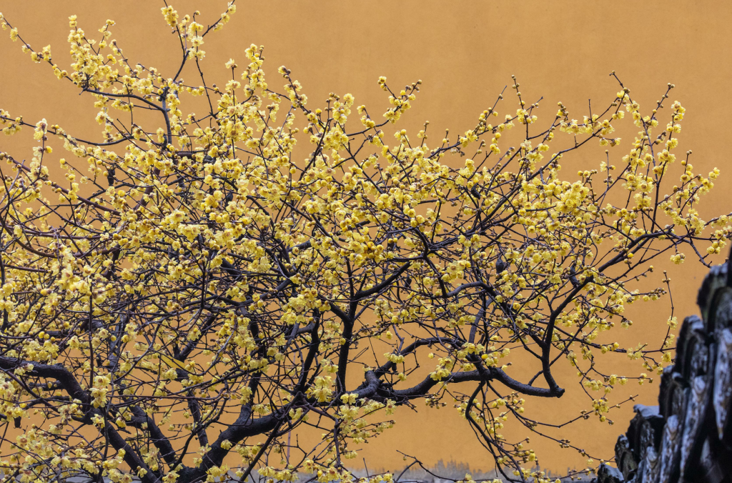 第一缕冬香已上线！请集合你的寻香搭子~