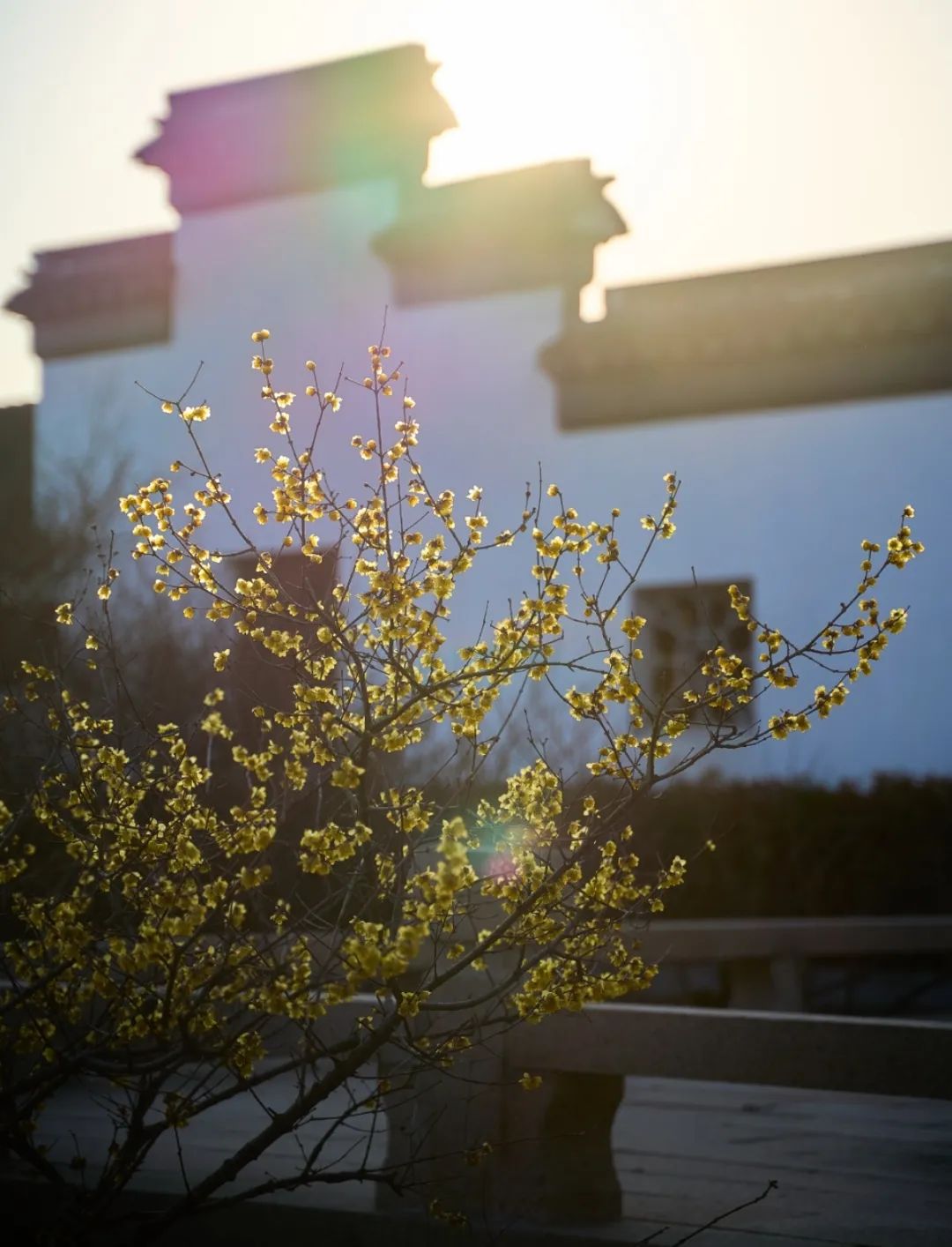 第一缕冬香已上线！请集合你的寻香搭子~