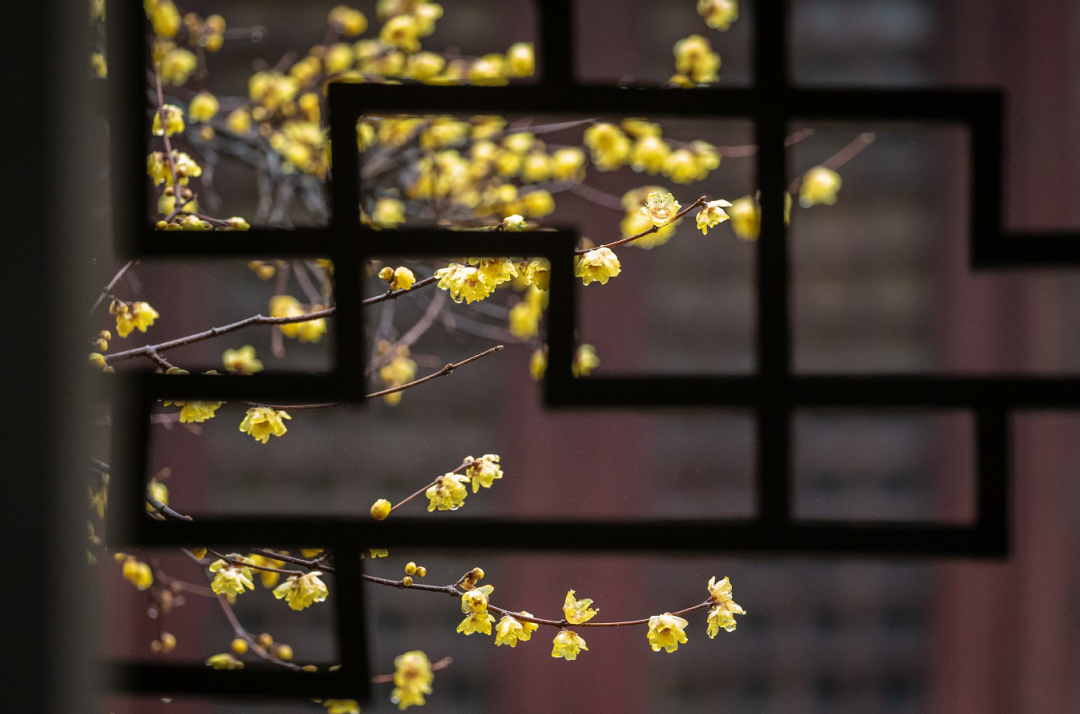 第一缕冬香已上线！请集合你的寻香搭子~