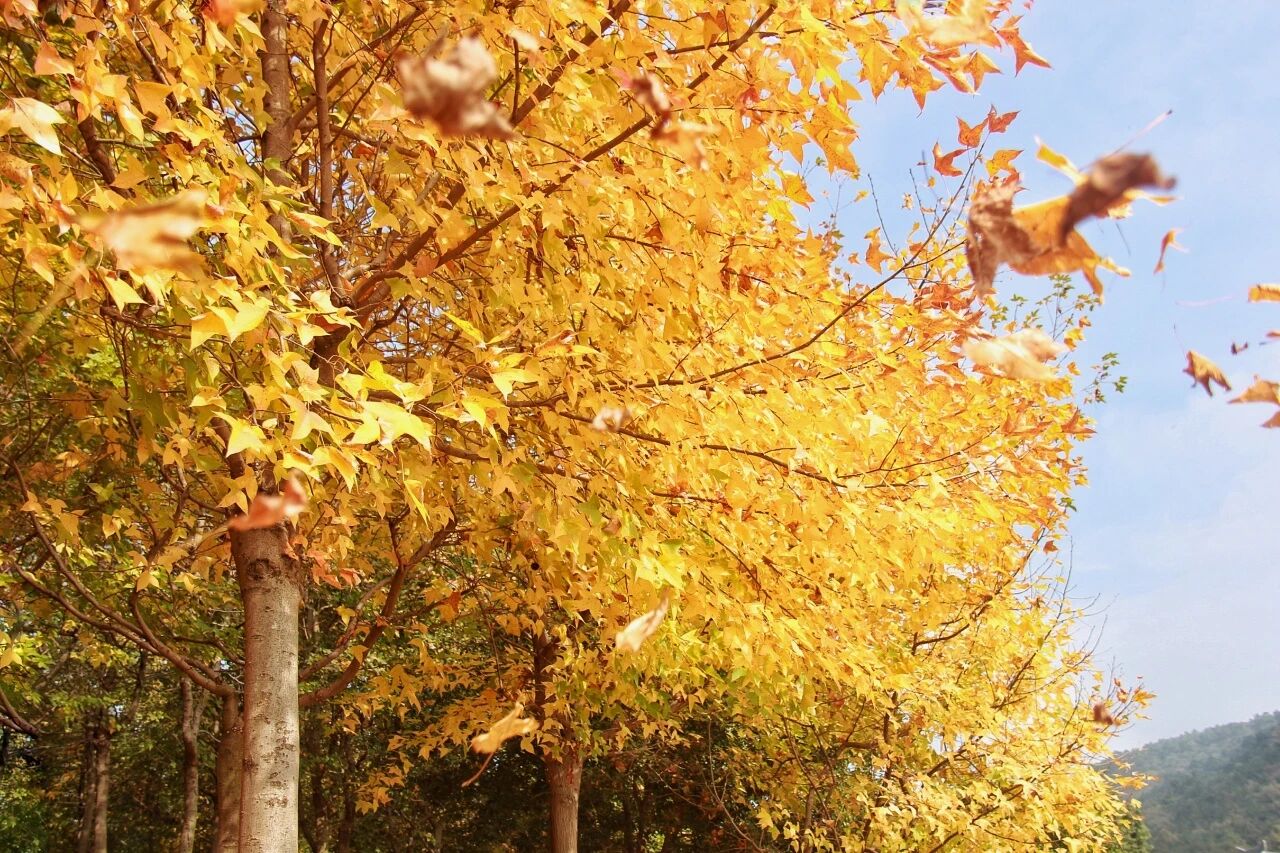 一碗素面一壶茶，这里的冬日暖意刚刚好~