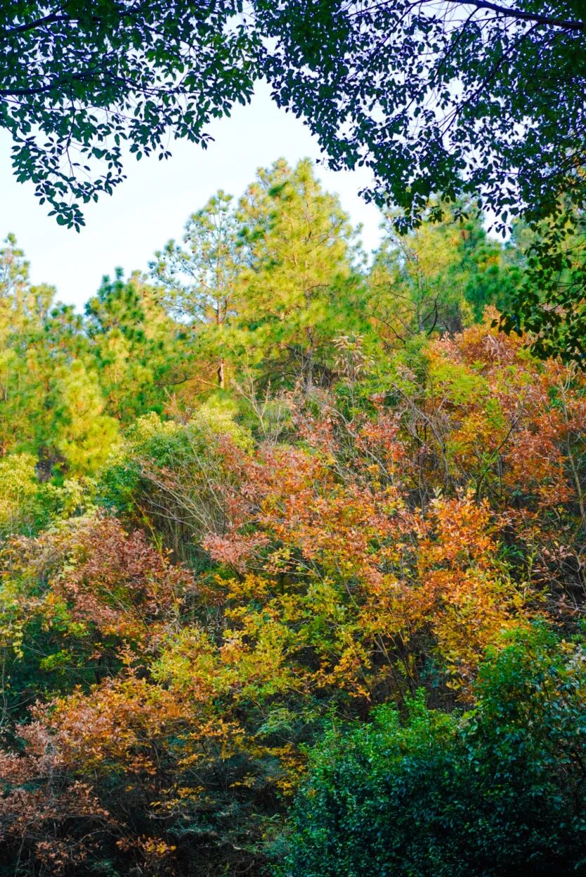 一碗素面一壶茶，这里的冬日暖意刚刚好~
