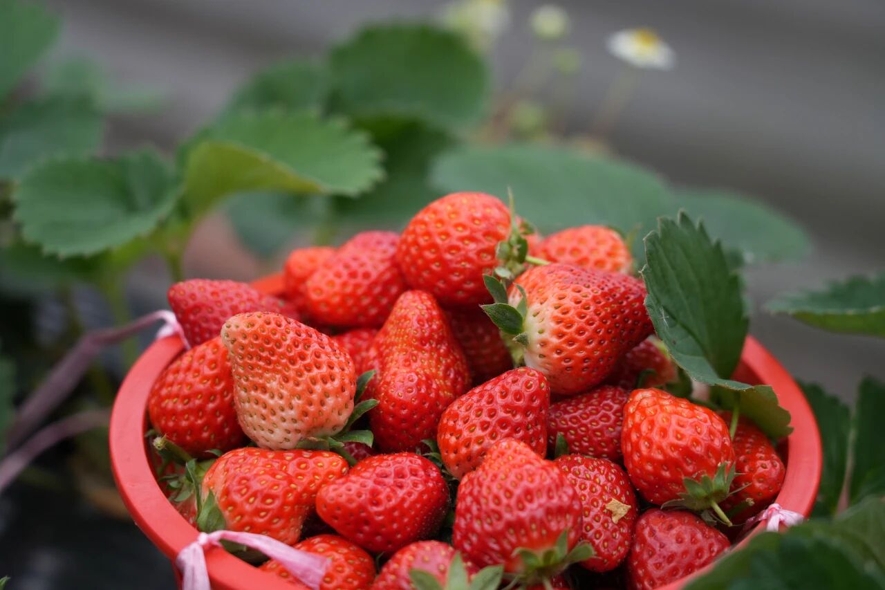 邂逅冬日小“莓”好！快乐100%