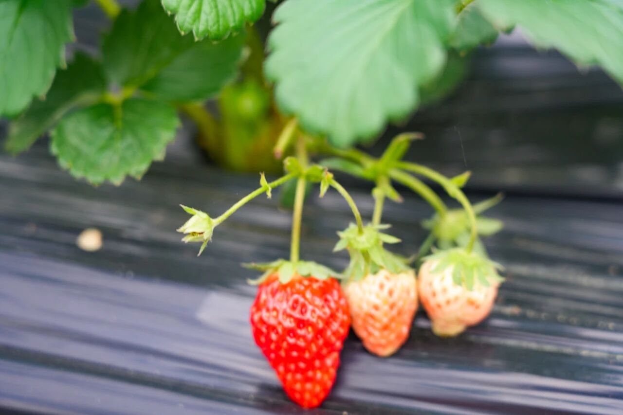 邂逅冬日小“莓”好！快乐100%