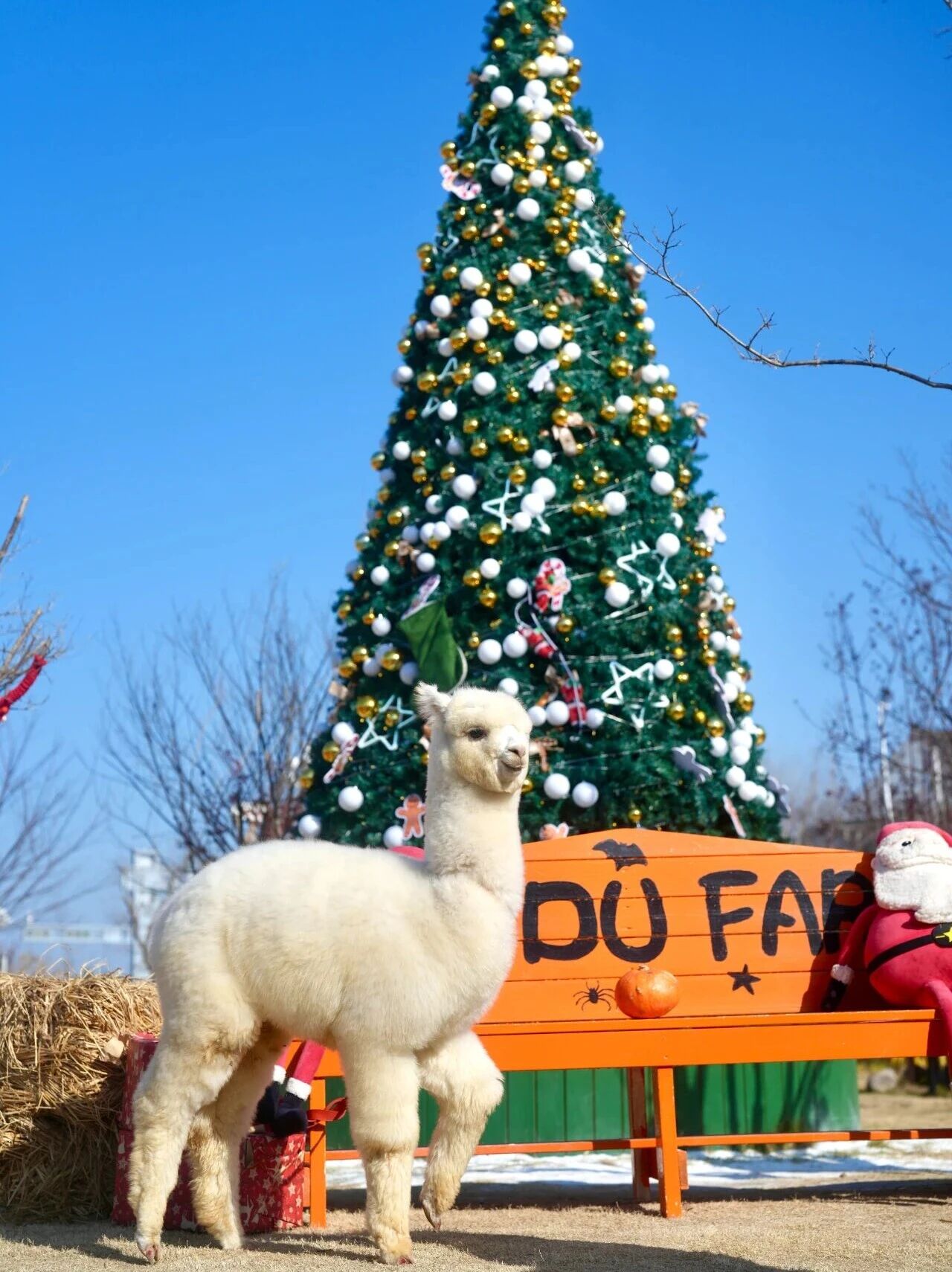 解锁毛茸茸治愈的时光