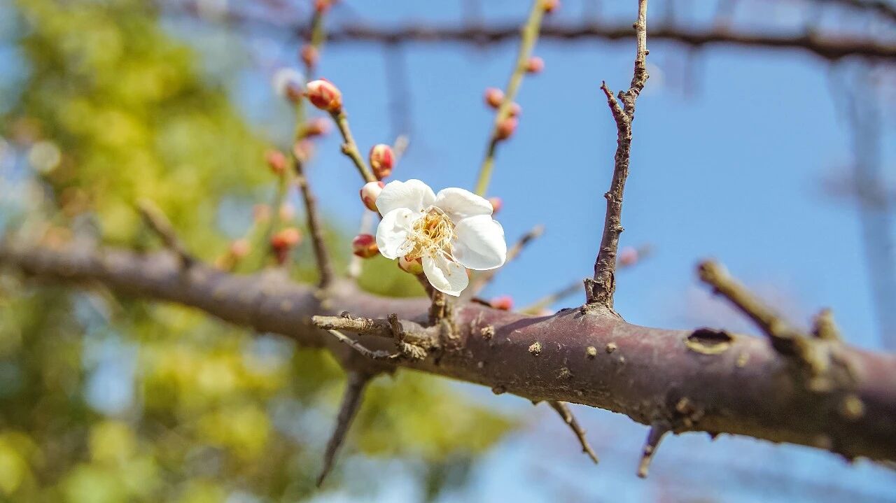 梅花零星初绽，邀君共赏！