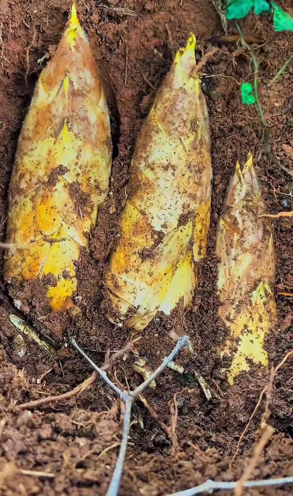 冬日“第一鲜”——冬笋，不容错过！