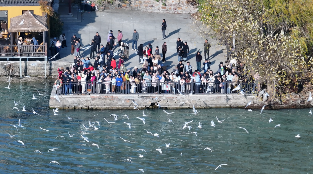 “鸥”气天团人气爆棚！最佳观赏地点帮你总结好了！