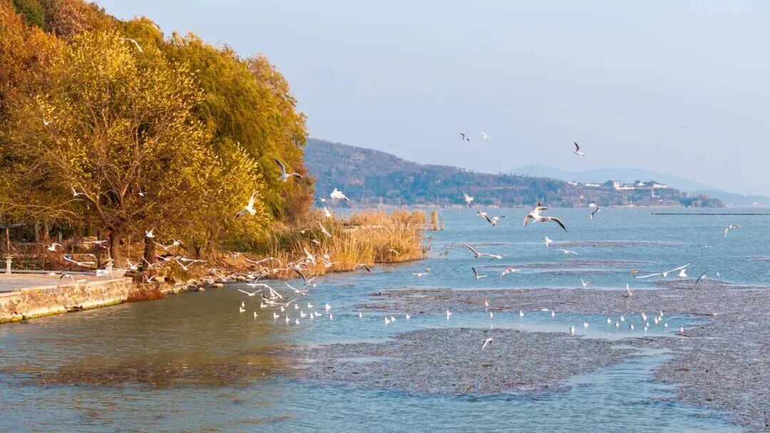 “鸥”气天团人气爆棚！最佳观赏地点帮你总结好了！