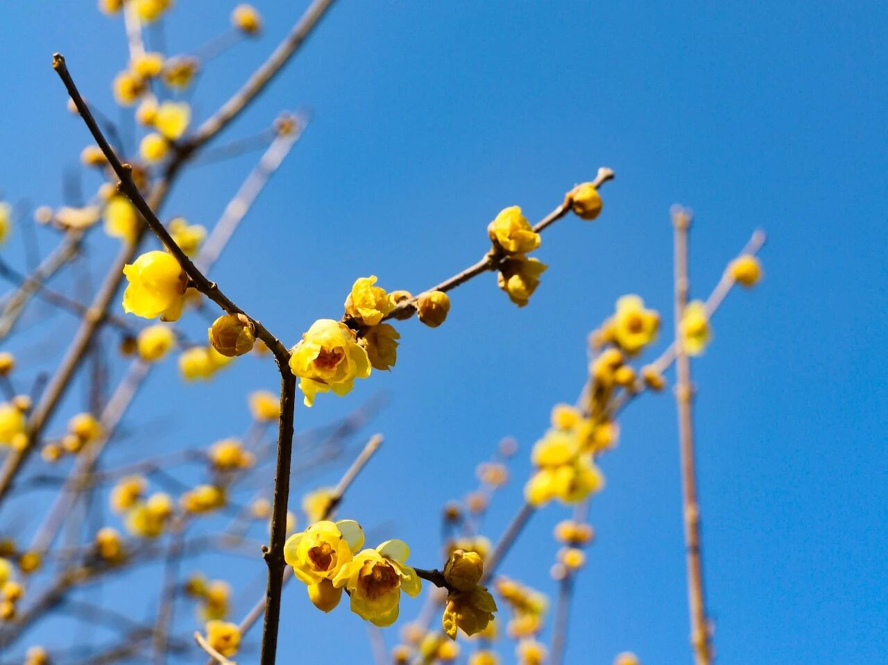 报！西山岛第一波蜡梅，开了